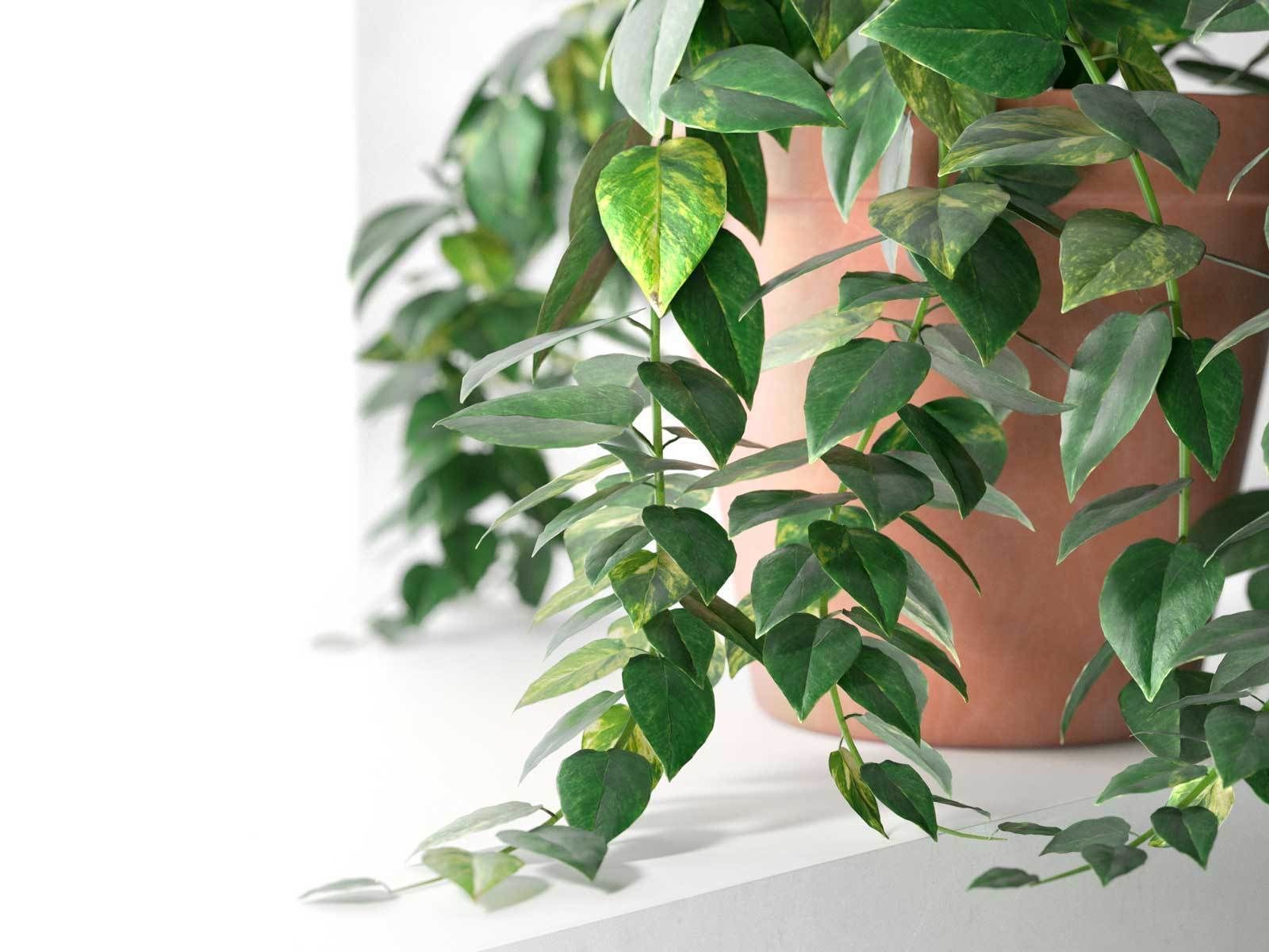 Epipremnum in Pot 3D model_2