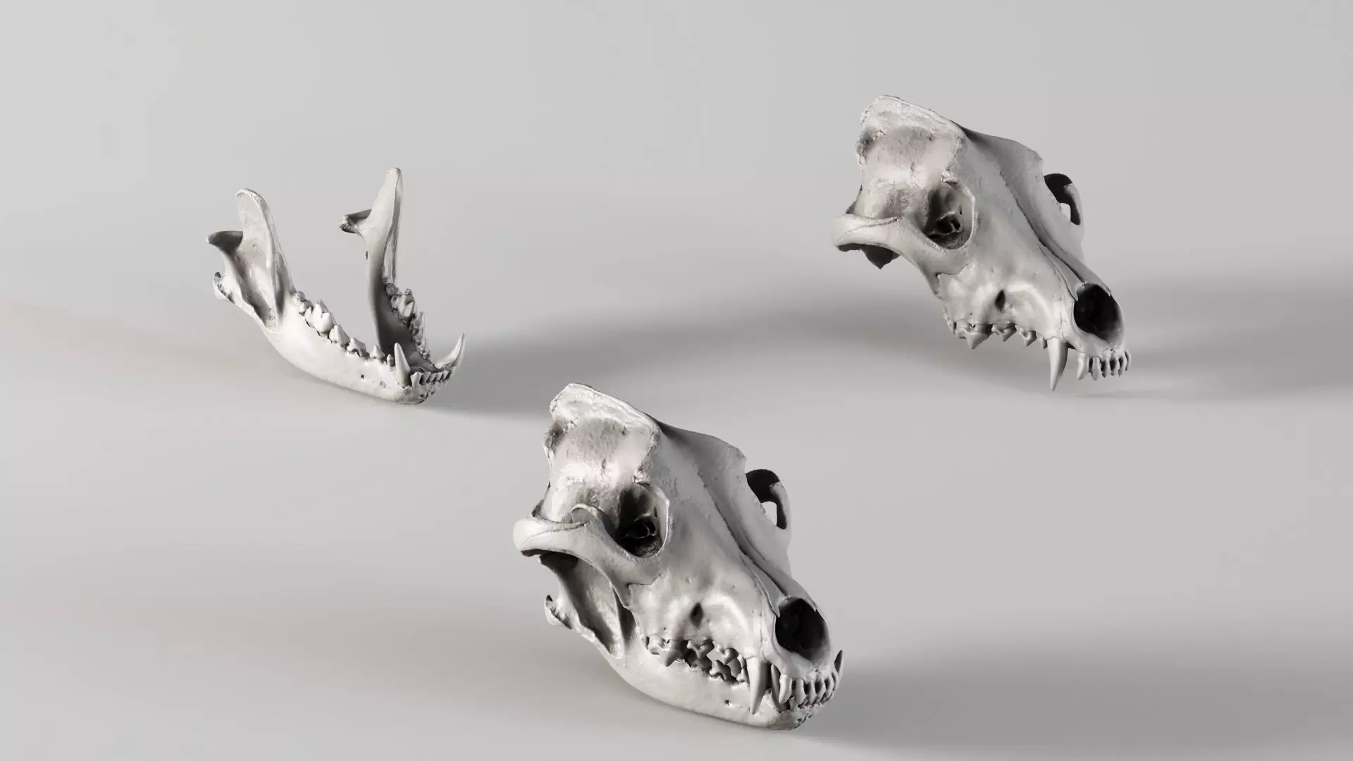001730 Wolf Skull and Separate Lower Jaw Raw 3D Scan 3D print model