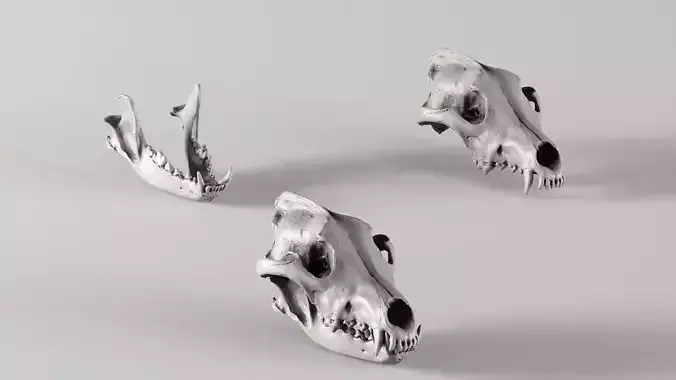 001730 Wolf Skull Raw 3D Scan