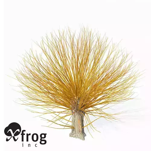 XfrogPlants Golden Willow