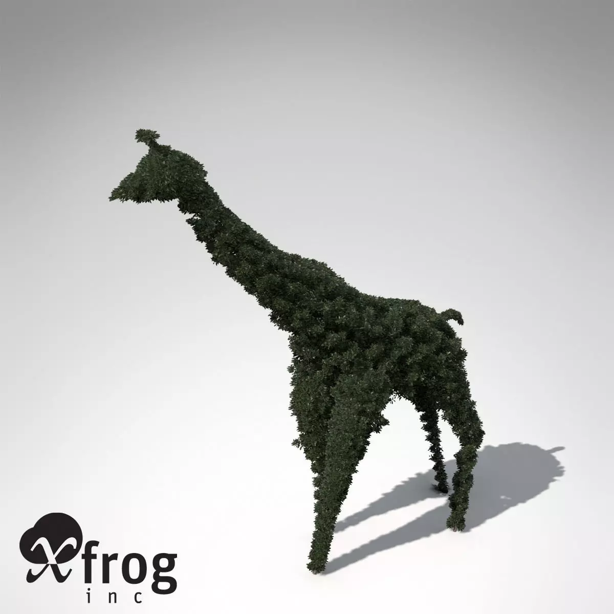 XfrogPlants Boxwood 3D model