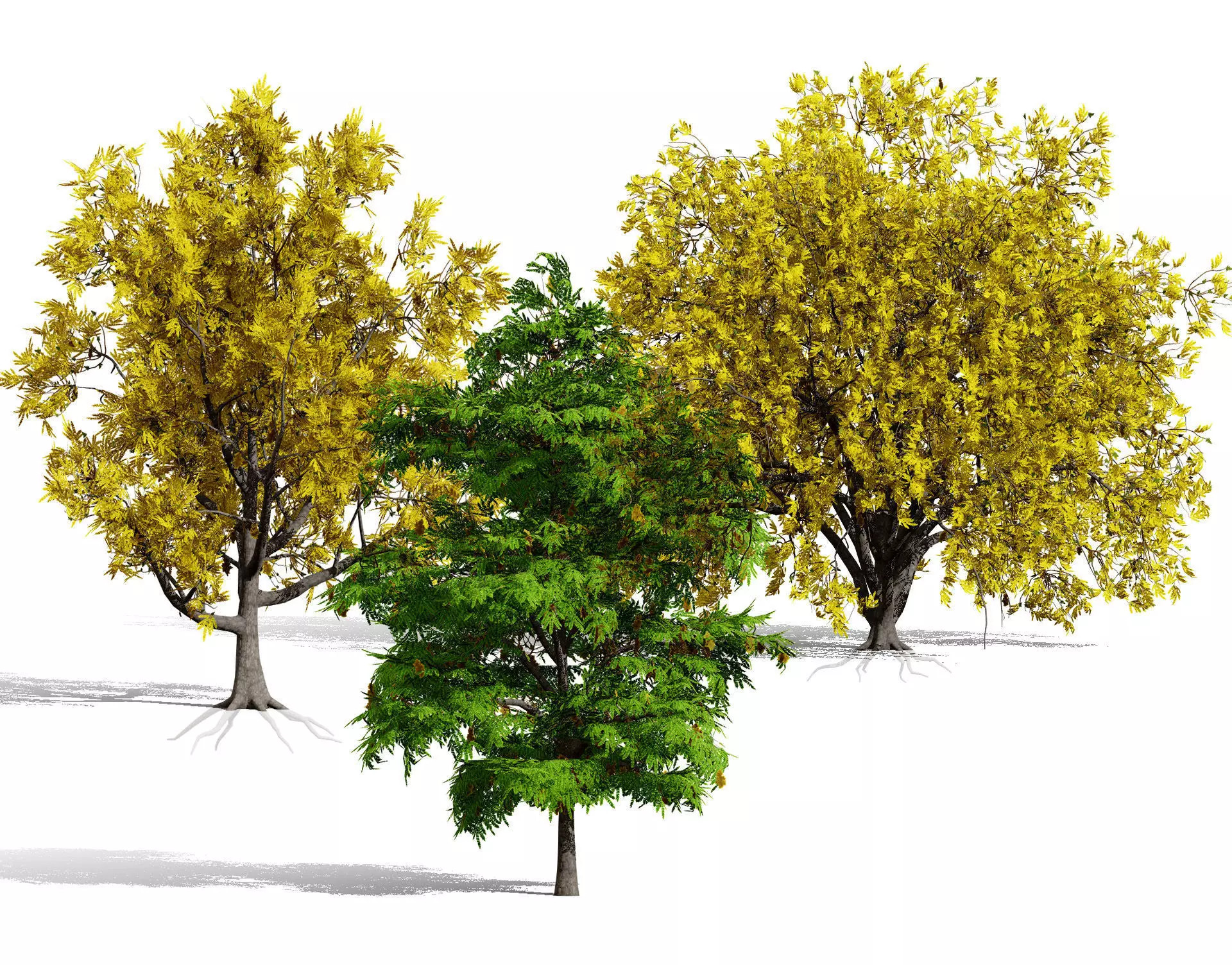 North American Honey Locust Tree Low-poly 3D model