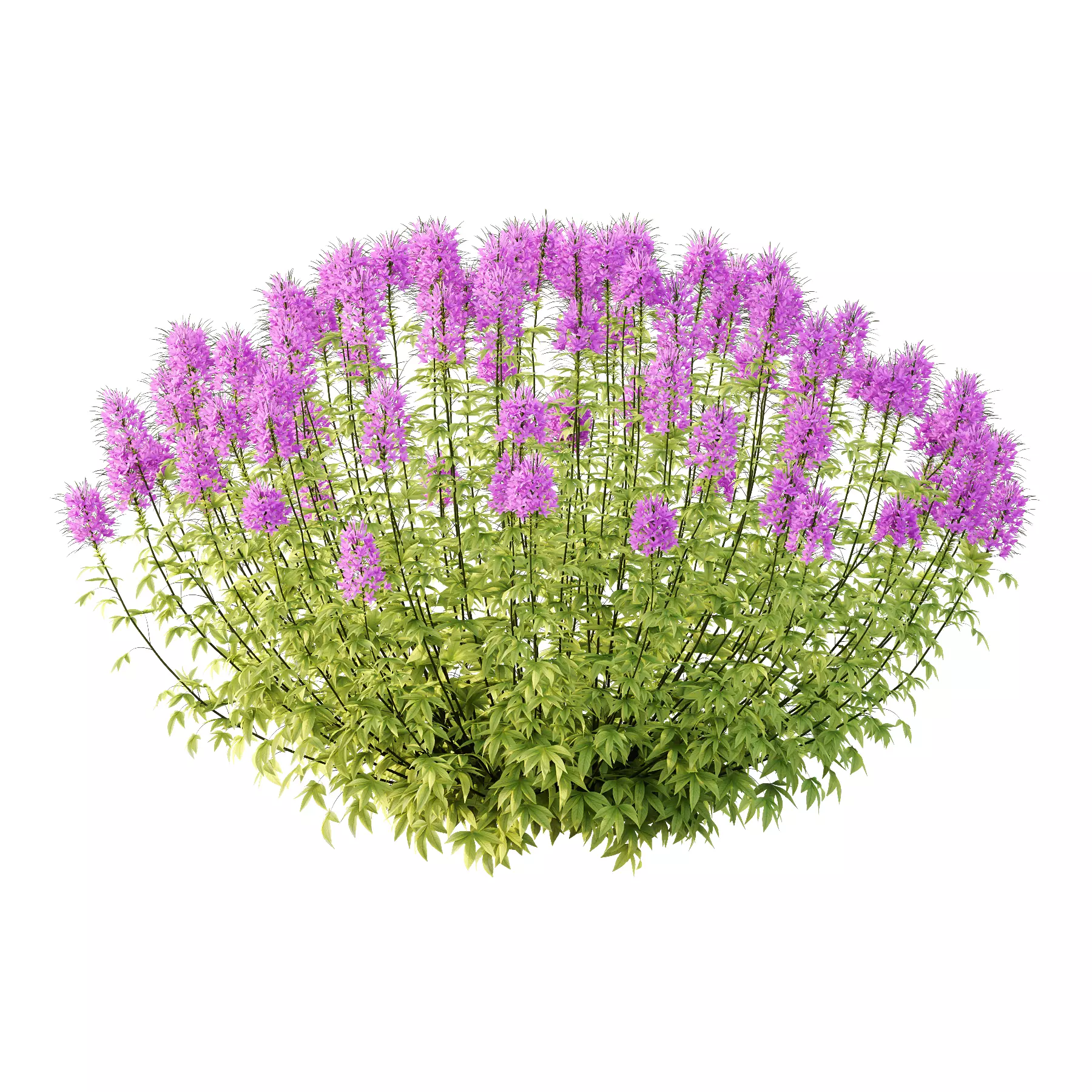 Cleome spinosa Pink Spiny Spider flower Plants 03 3D model