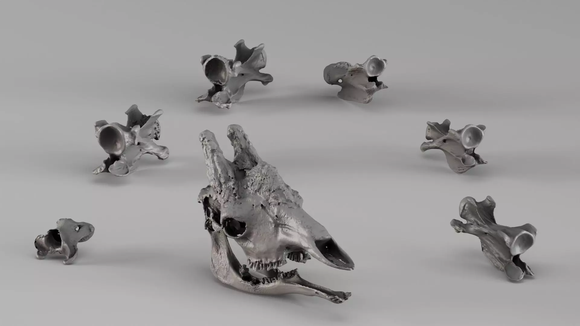 001732 Giraffe Skull Raw 3D Scan 3D print model