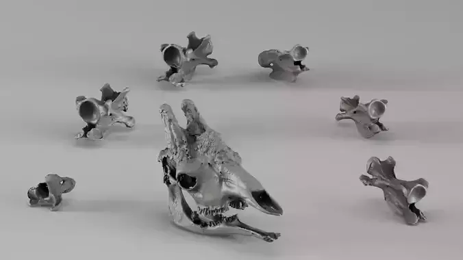 001732 Giraffe Skull Raw 3D Scan