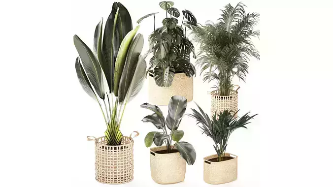 Baskets Ravenala Monstera Strelitzia Howea palms 3D model