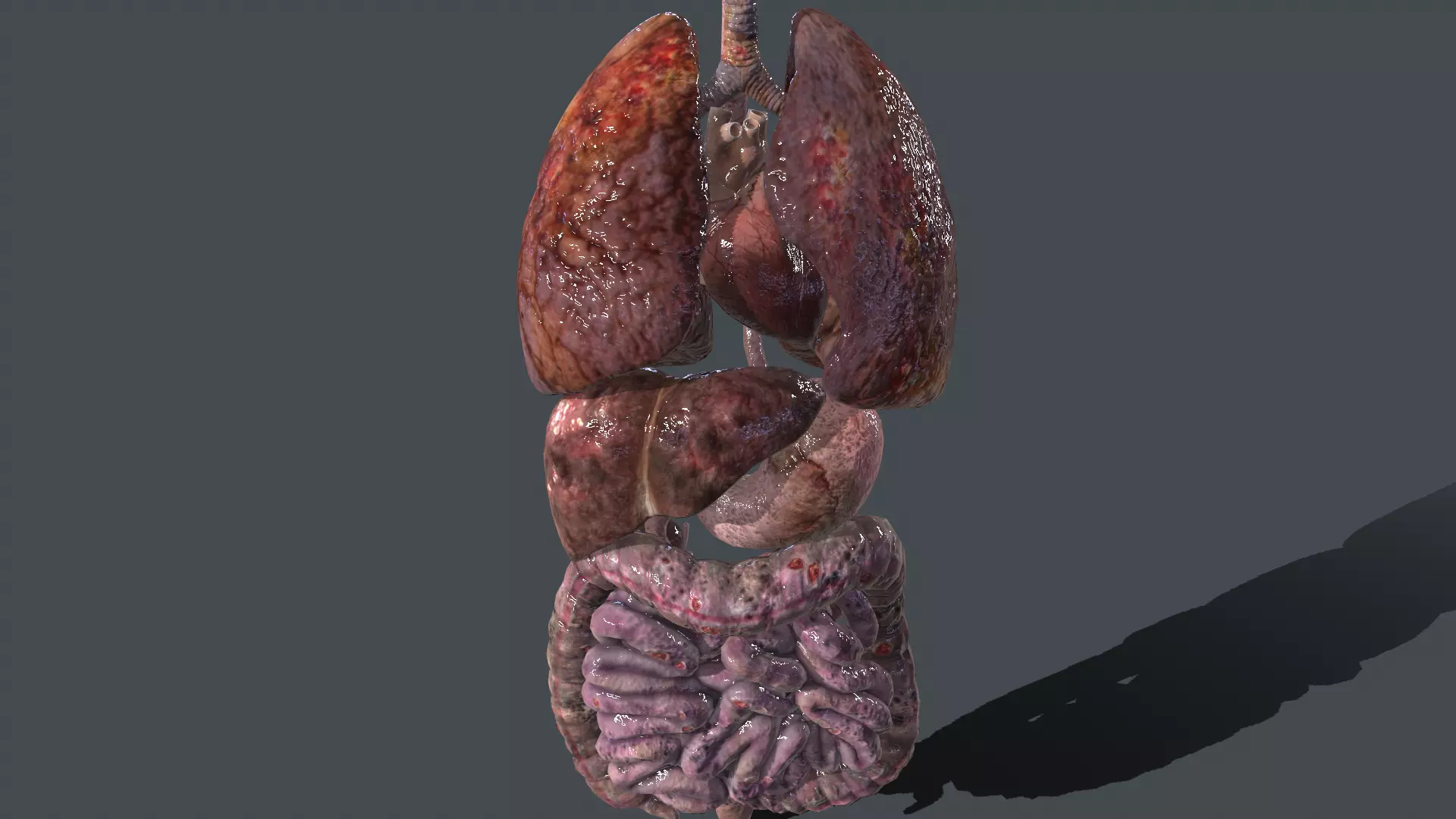 Internal organs after drug use Low-poly 3D model