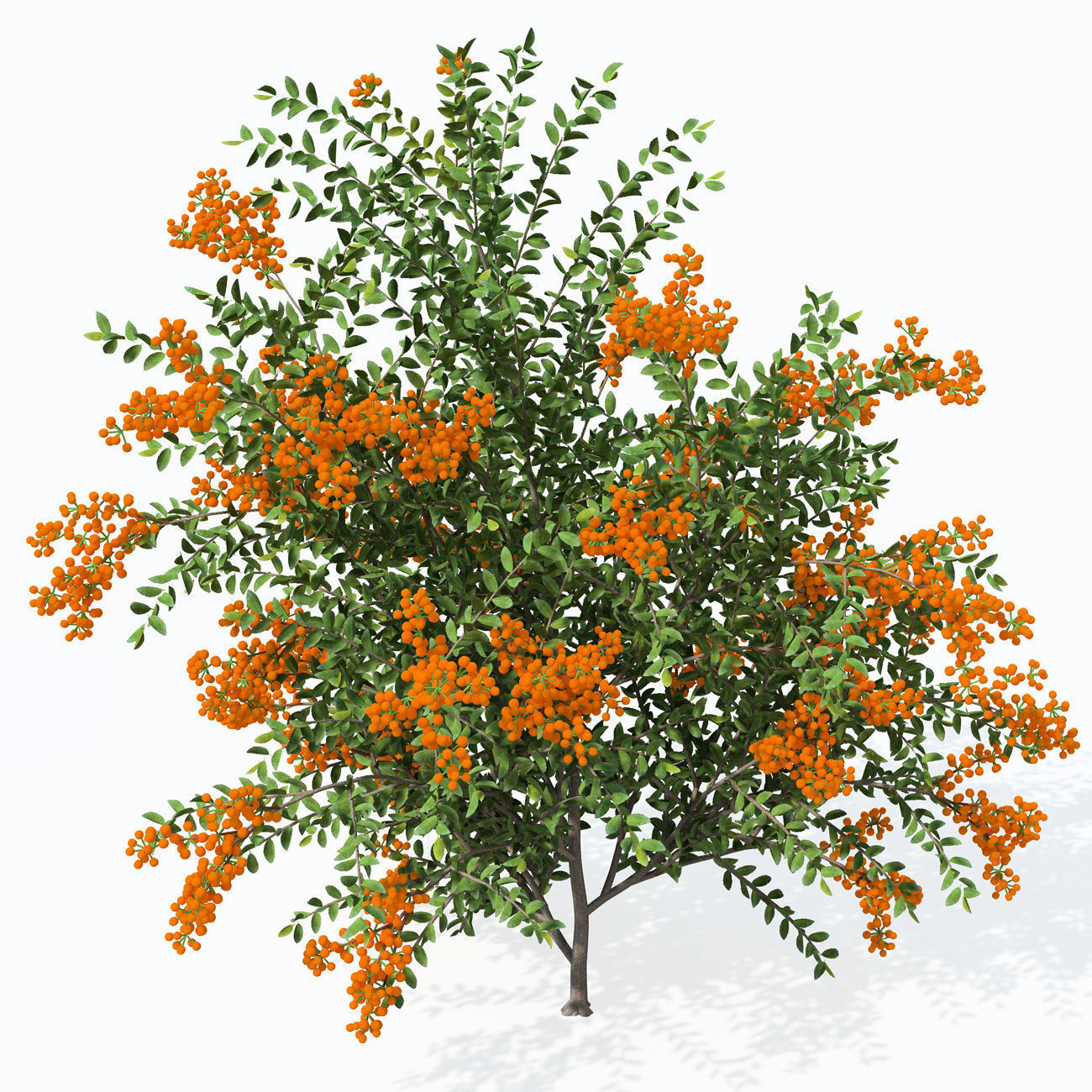 XfrogPlants Scarlet Firethorn 1 3D model_5