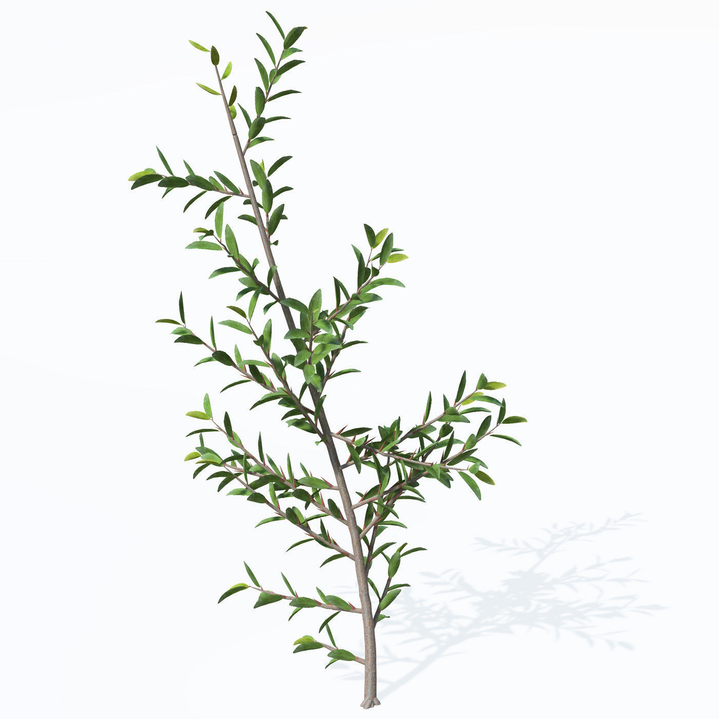 XfrogPlants Scarlet Firethorn 1 3D model_1