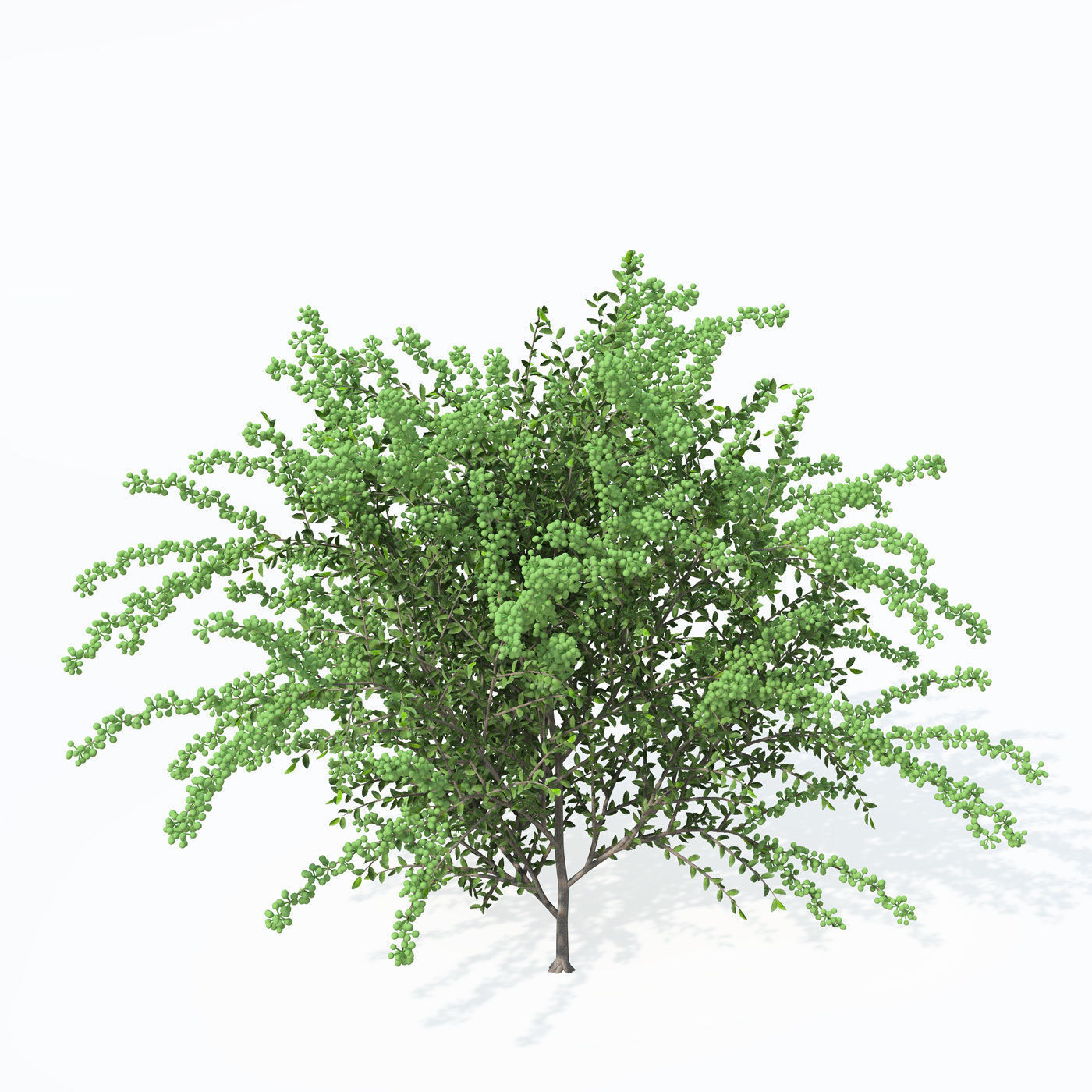 XfrogPlants Scarlet Firethorn 1 3D model_6