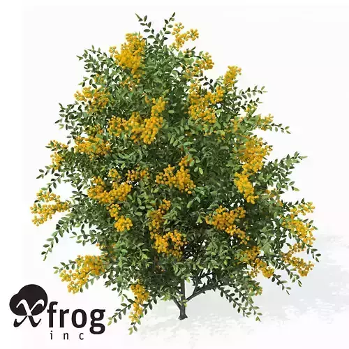 XfrogPlants Scarlet Firethorn 1 3D model