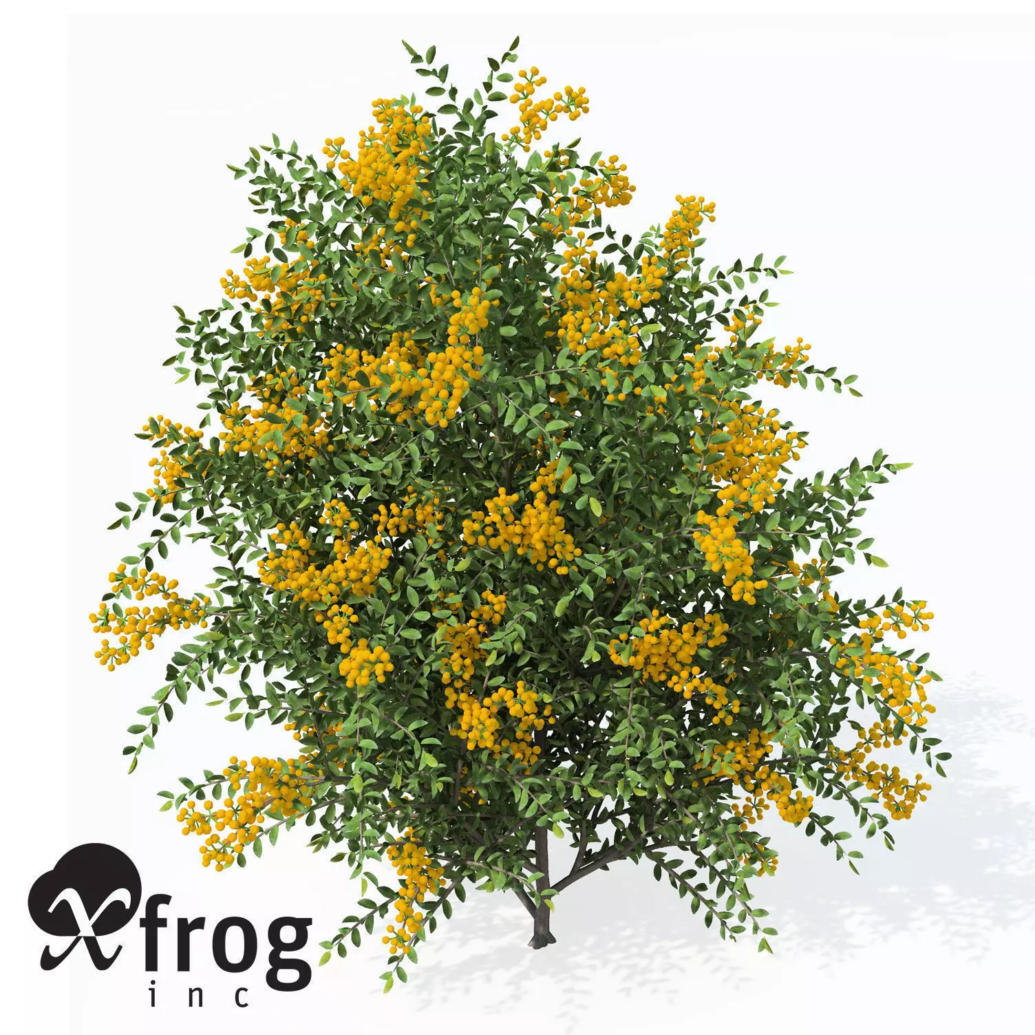 XfrogPlants Scarlet Firethorn 1 3D model_0