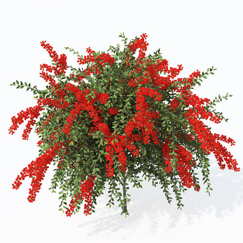 XfrogPlants Scarlet Firethorn 1 3D model_8
