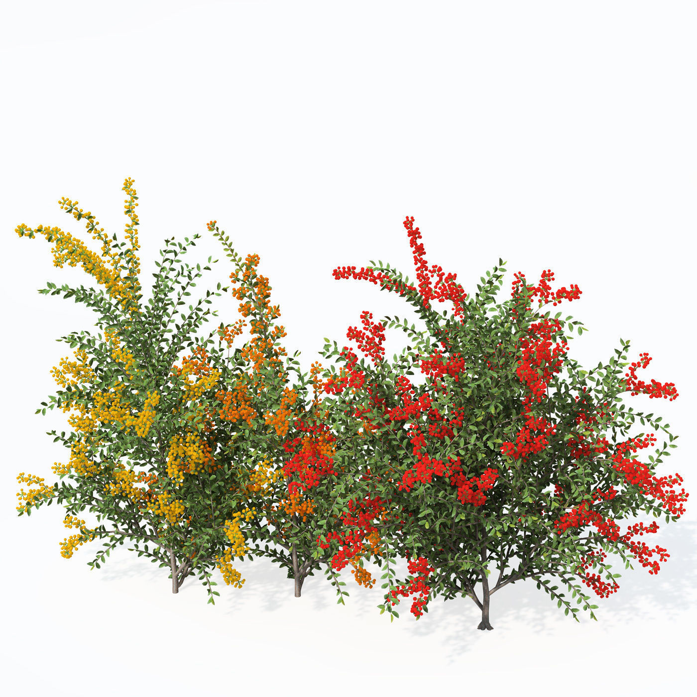 XfrogPlants Scarlet Firethorn 1 3D model_7