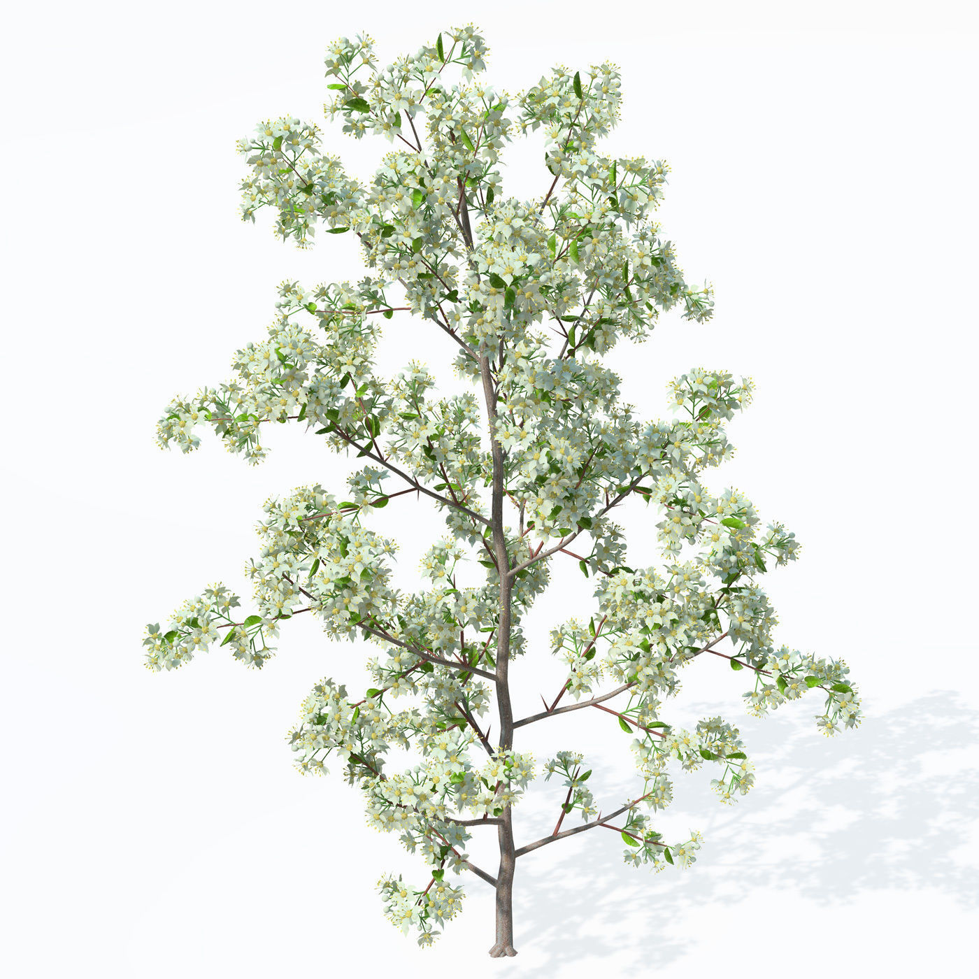 XfrogPlants Scarlet Firethorn 1 3D model_3