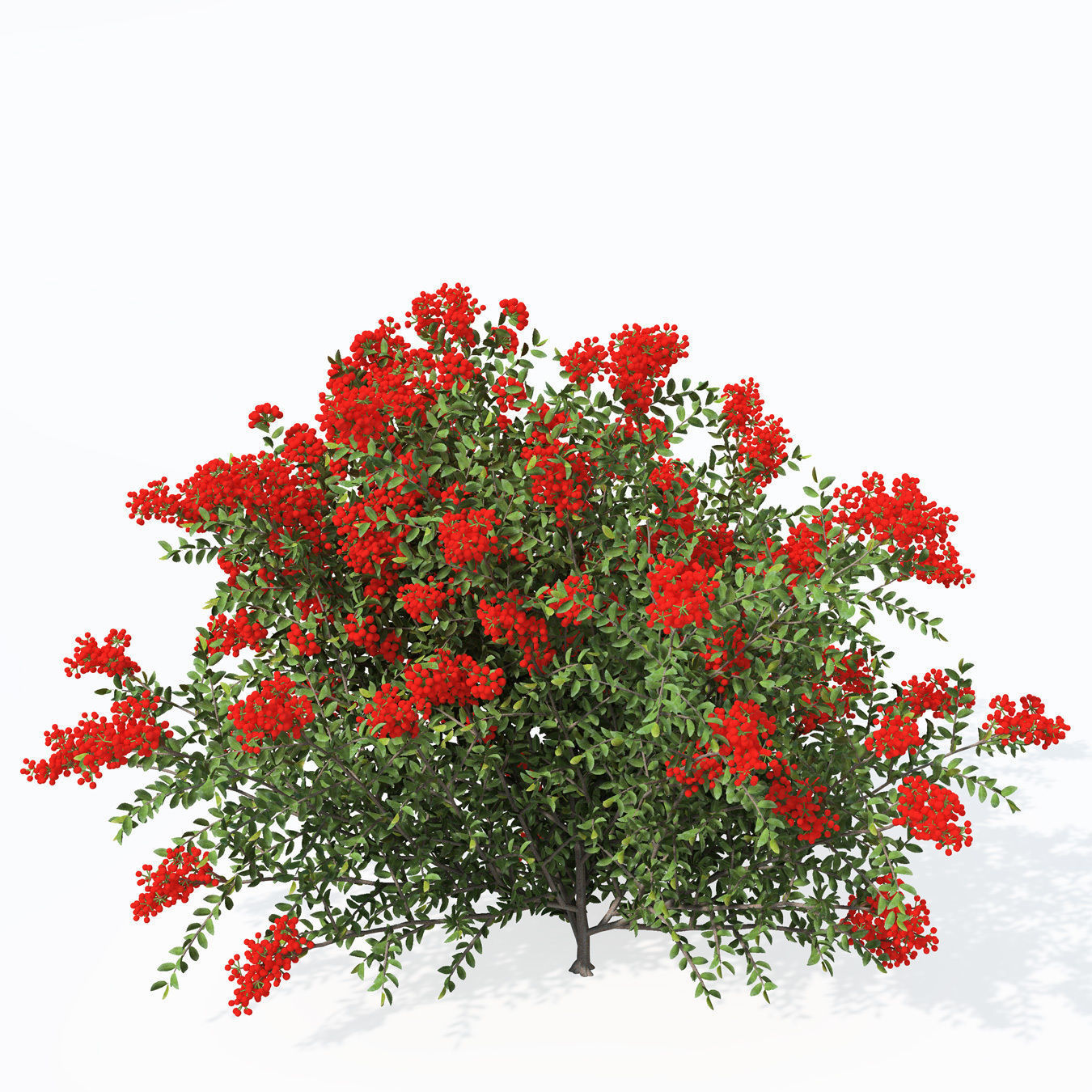 XfrogPlants Scarlet Firethorn 1 3D model_4