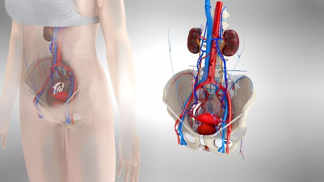 Female Reproductive and Urinary Systems Low-poly 3D model