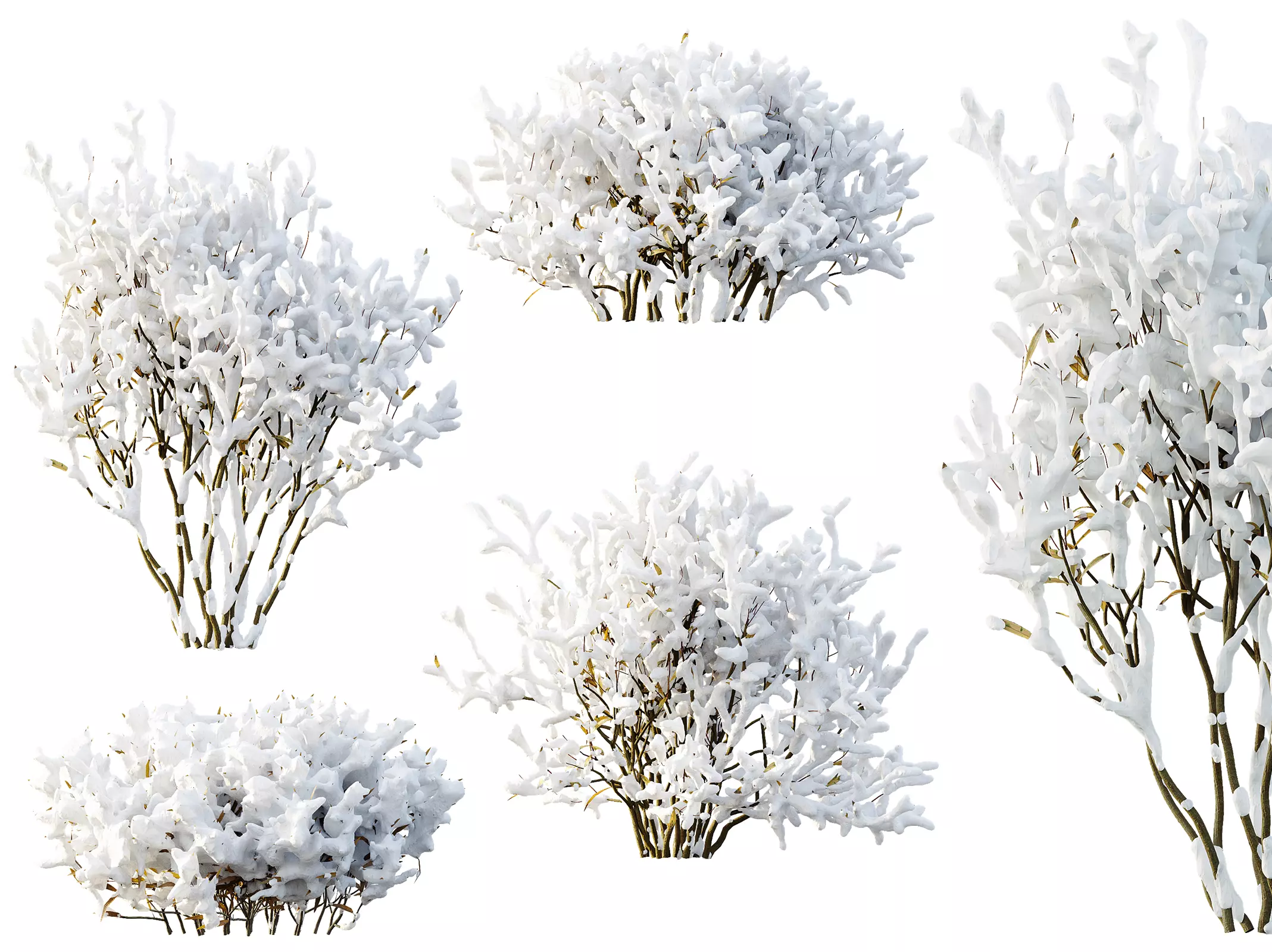 AV Winter Plant Nerium Oleander and Salvia Mexican Sage 3D model