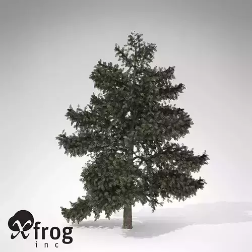 XfrogPlants Atlas Cedar