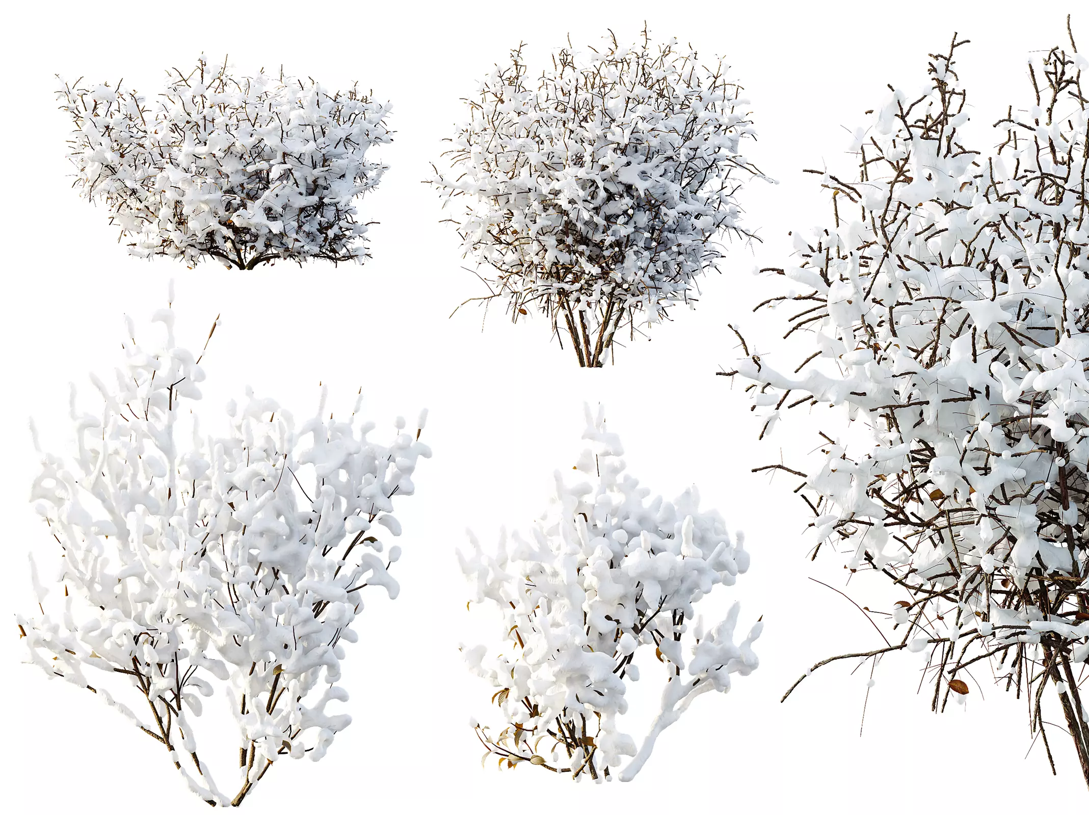 AV Winter Plant Cornus sanguinea and Kapebonavista Pachystachys 3D model