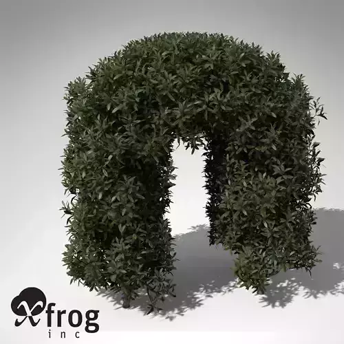 Common Privet 3D model