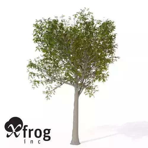 XfrogPlants European Mountain Ash 1