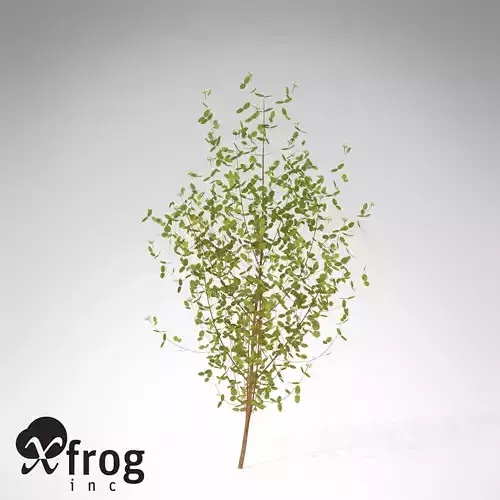 XfrogPlants Bloodtwig Dogwood