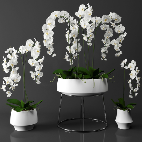 Orchid set three orchids in pots 3D model
