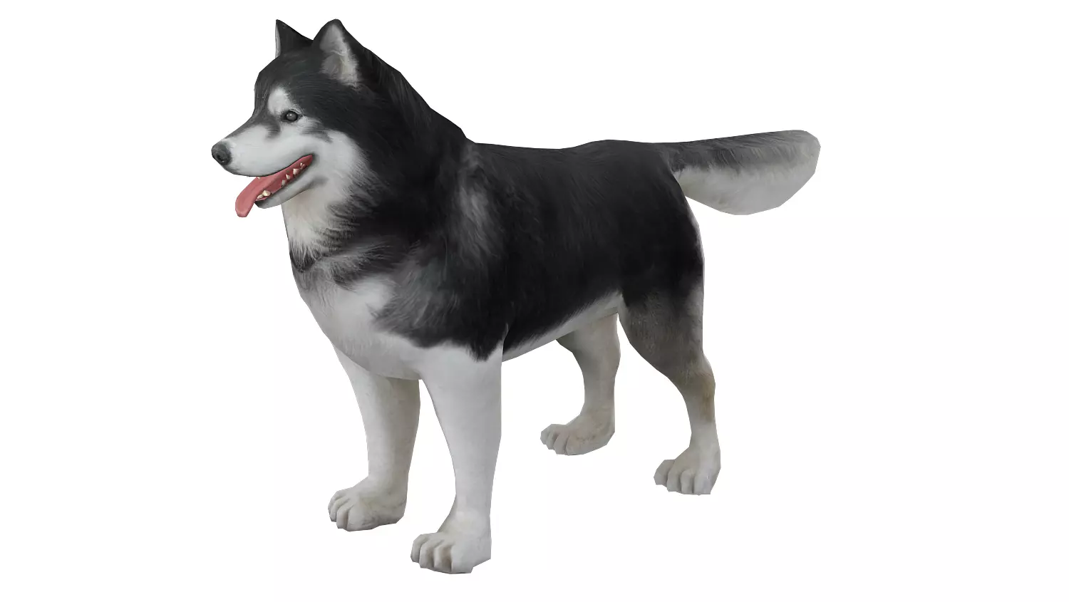 Alaska dog Low-poly 3D model