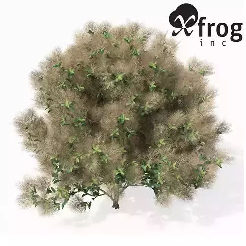 XfrogPlants European Smoketree