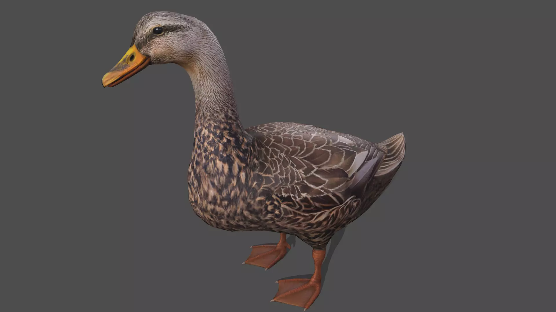 Muscovy duck Low-poly 3D model