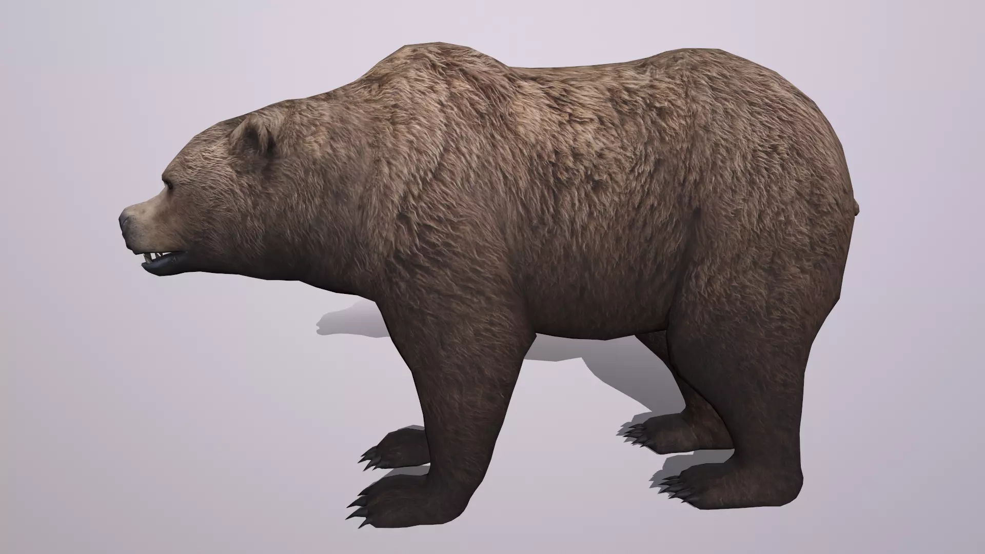 bear grizzly brown bear black bear Low-poly 3D model