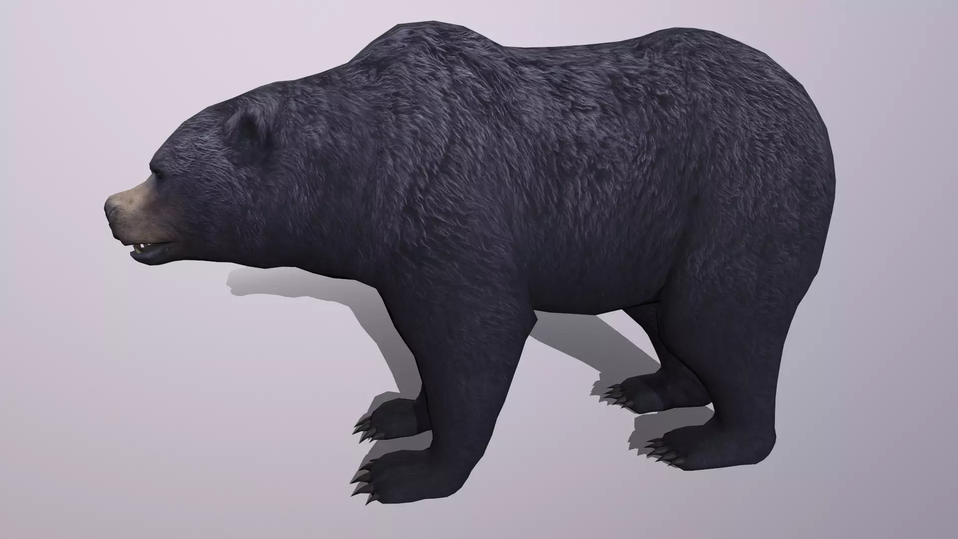 bear grizzly brown bear black bear Low-poly 3D model