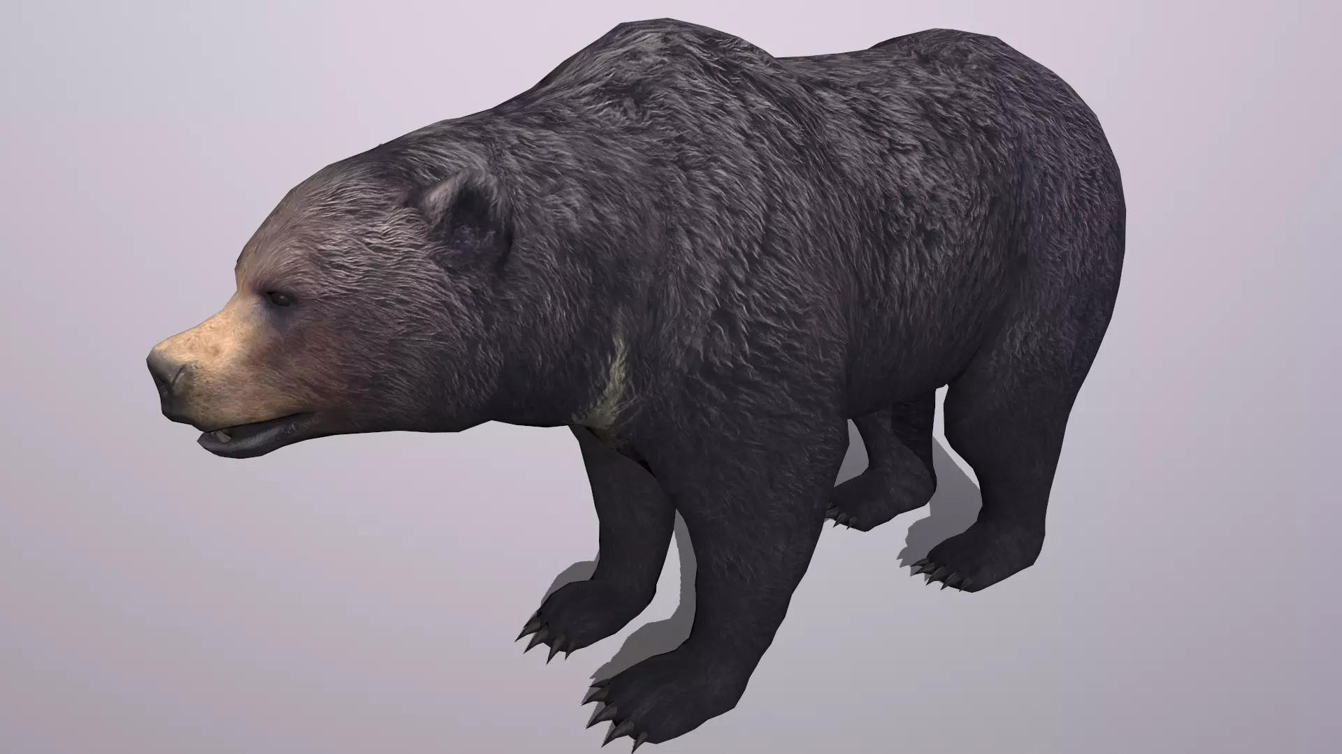 bear grizzly brown bear black bear Low-poly 3D model