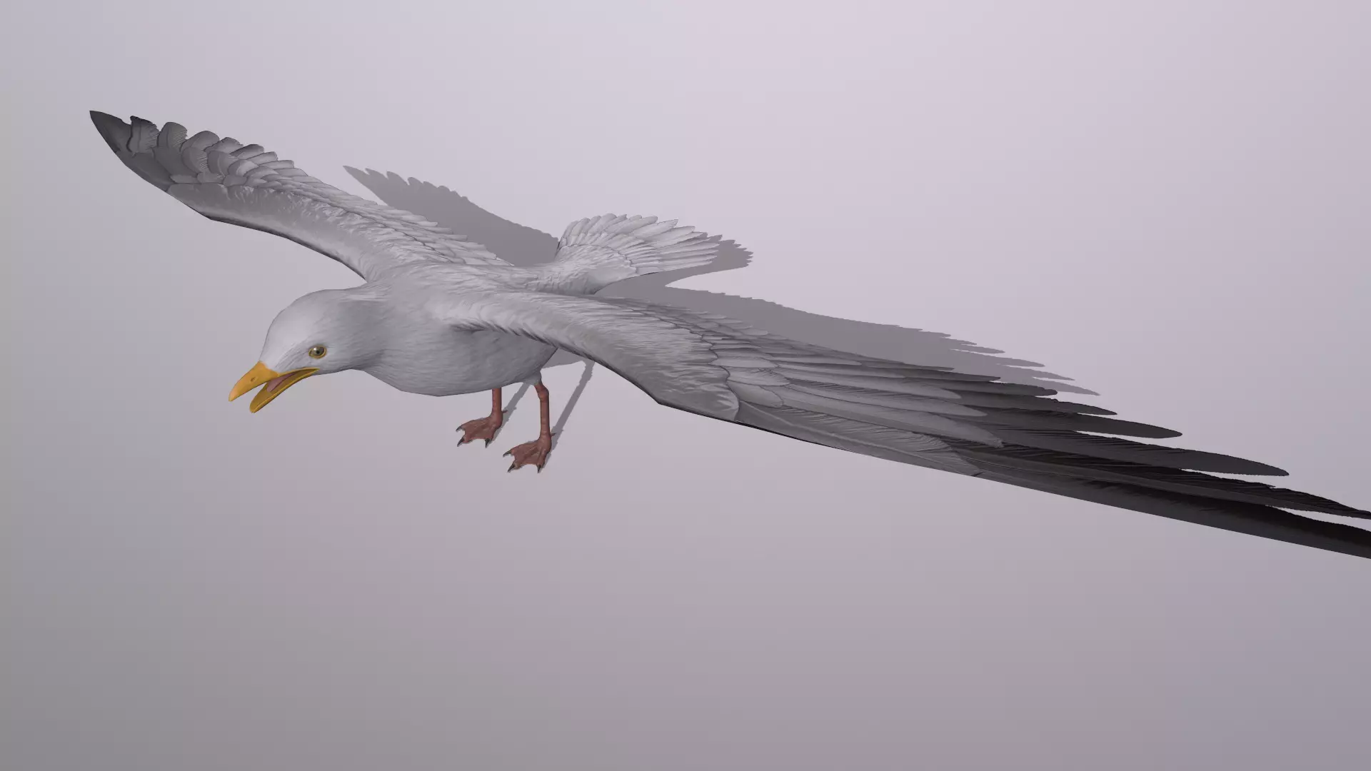 Seagull Low-poly 3D model