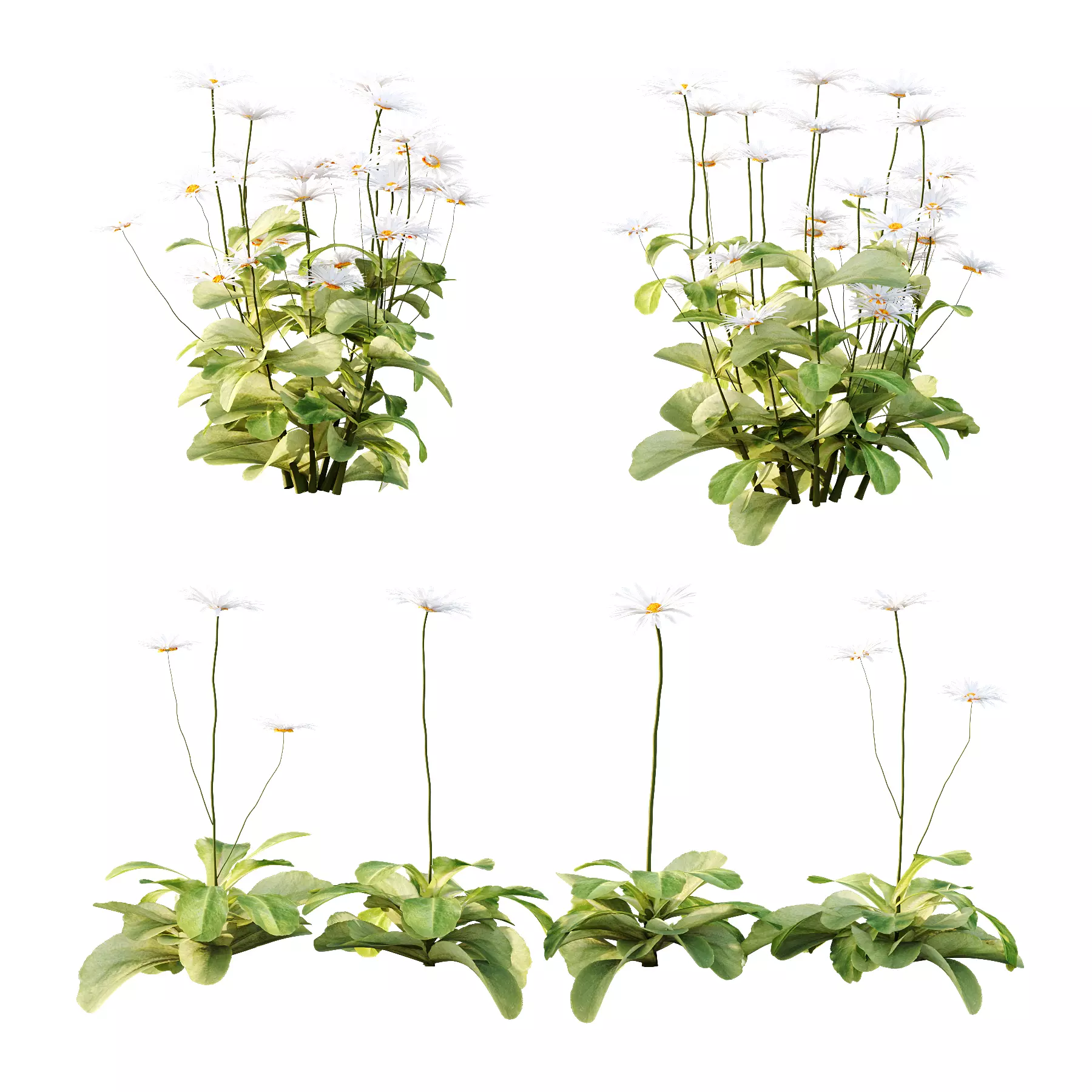 Common Daisy Flower Plant 01 3D model