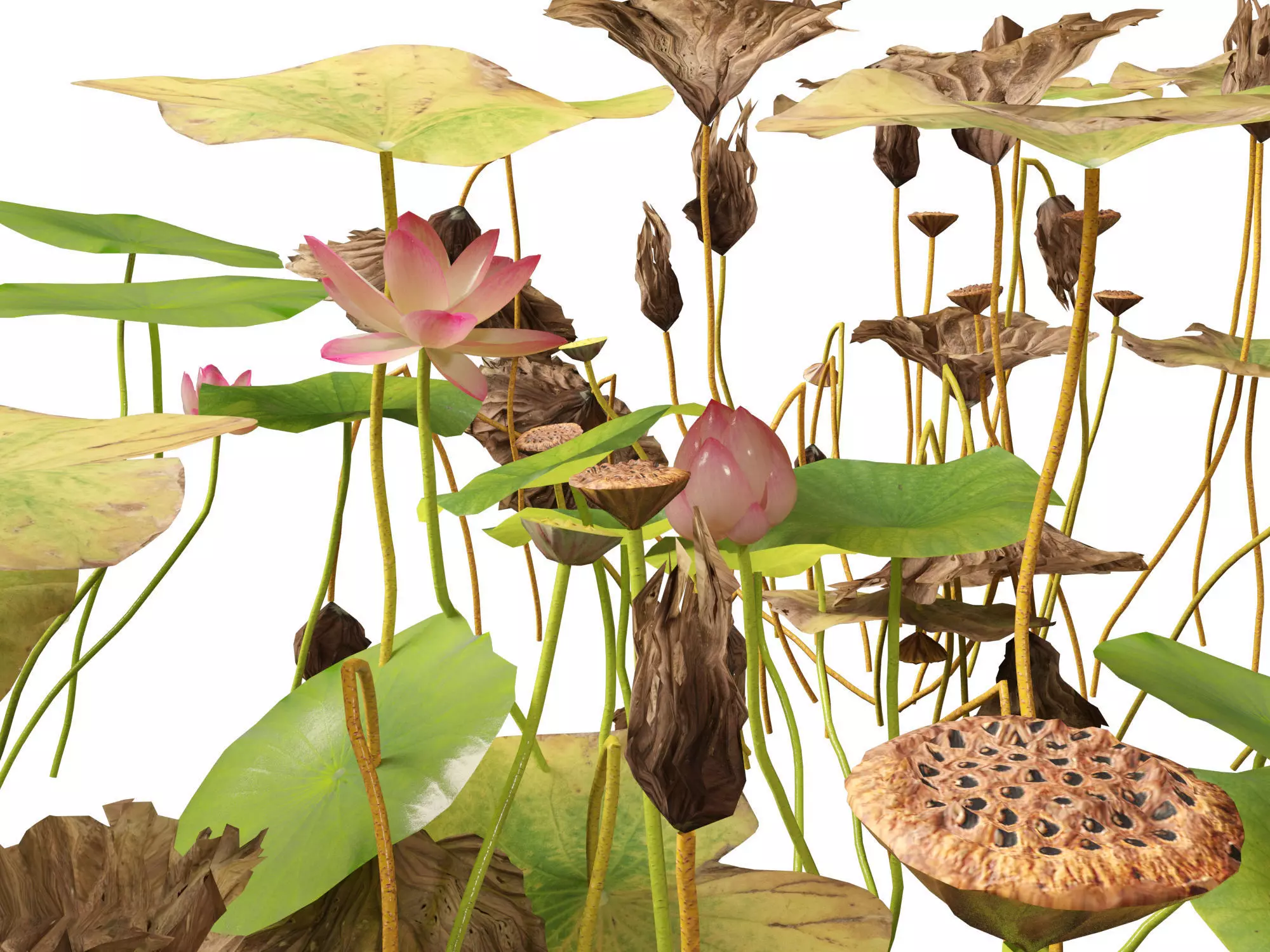 HighpolyLow Poly Nelumbo - Sacred Lotus 03 Low-poly 3D model