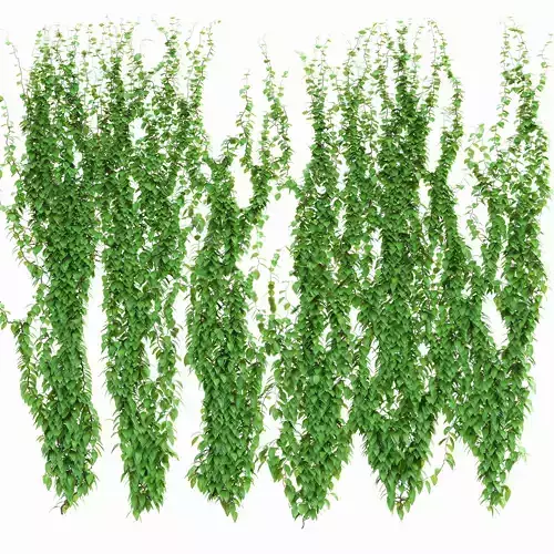6 models of curly leaf wall 3D model