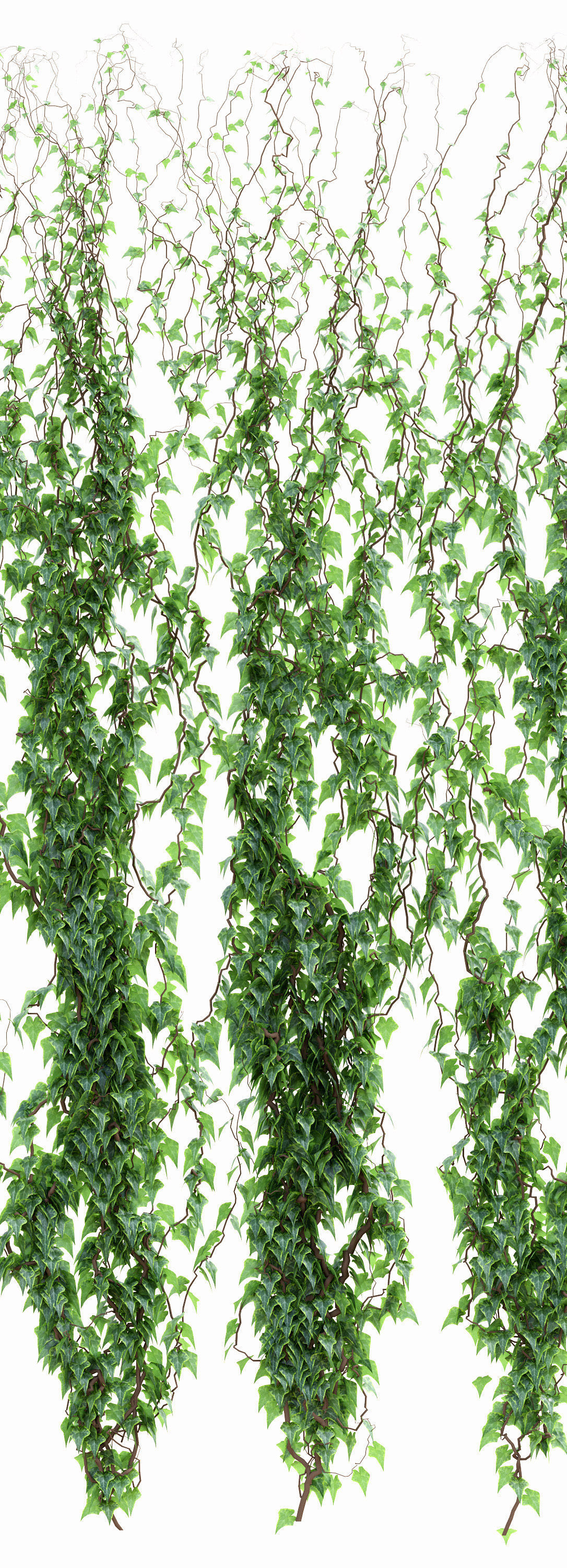 6 models of leaf ivy wall 3D model_2