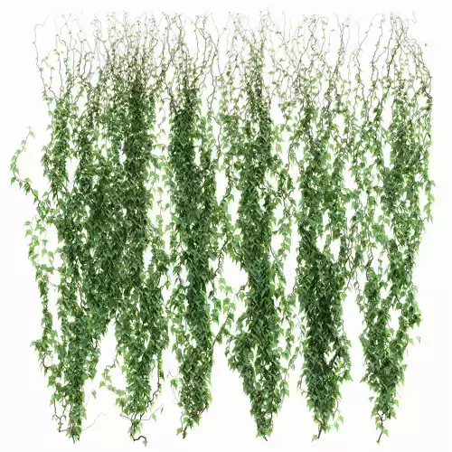 6 models of leaf ivy wall 3D model