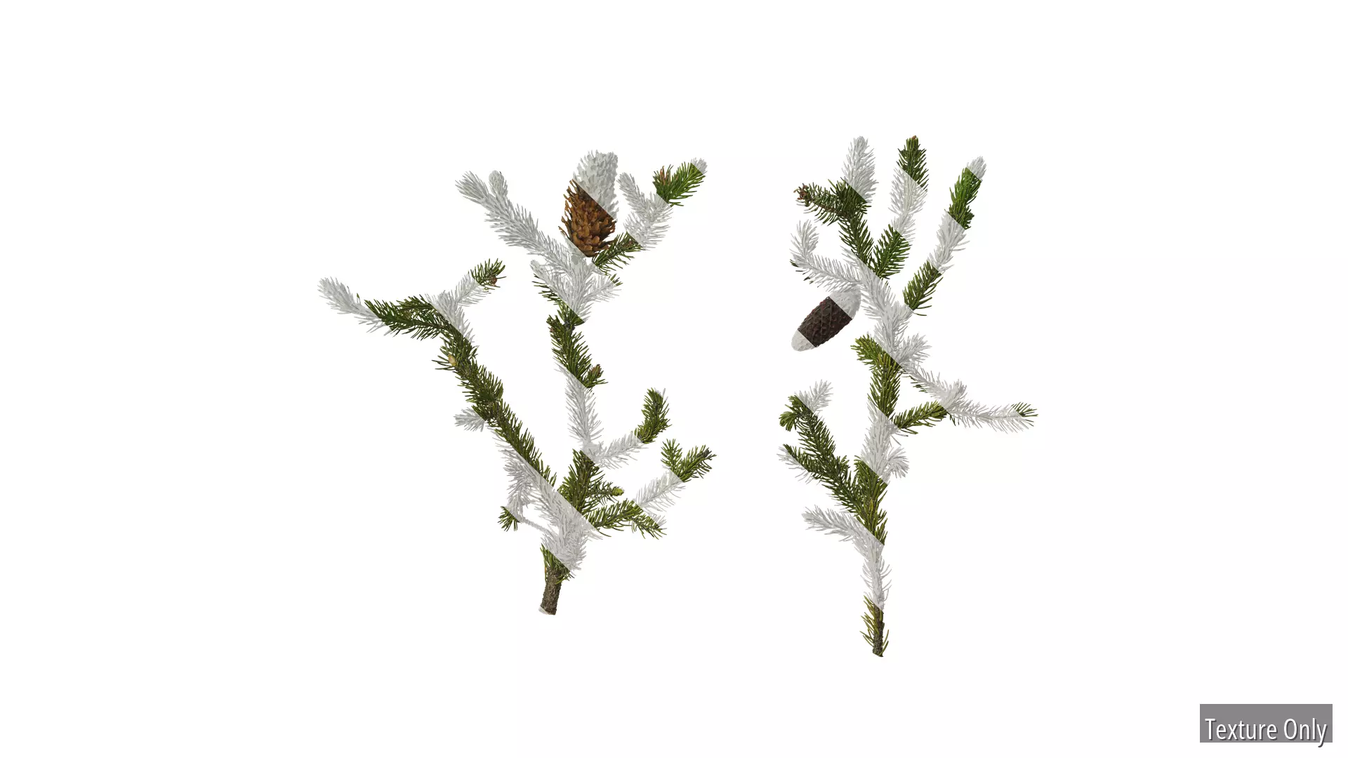 Anydrafts Picea purpurea Atlas 01 Texture