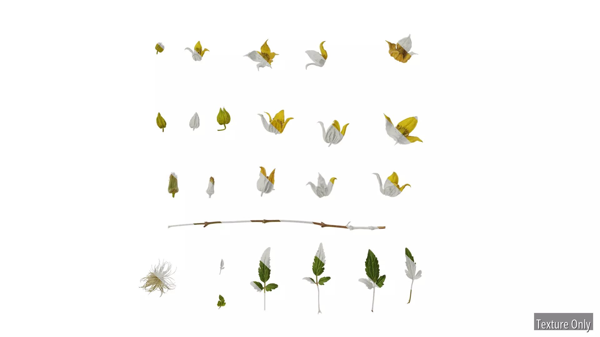 Anydrafts Clematis tangutica Atlas 04 Texture