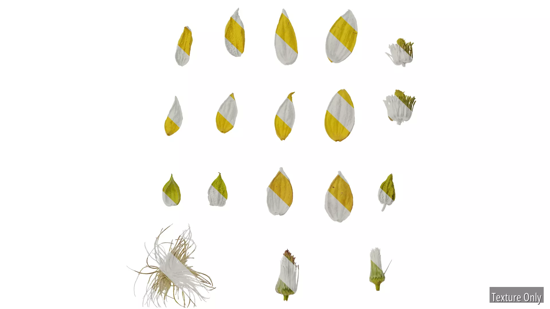 Anydrafts Clematis tangutica Flower 01 Texture