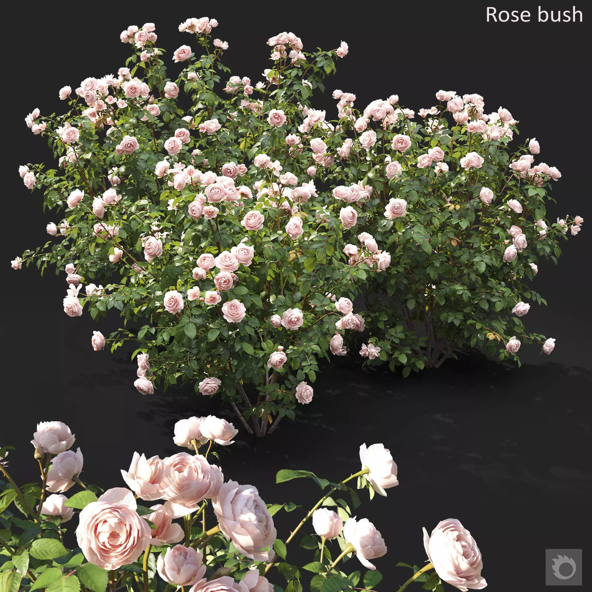 Rose bush 3D model