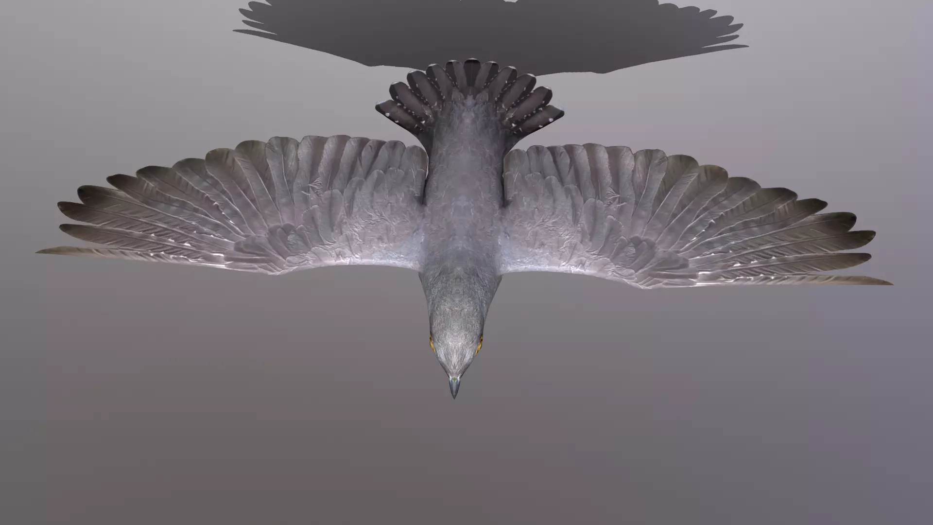 cuckoo bird Low-poly 3D model