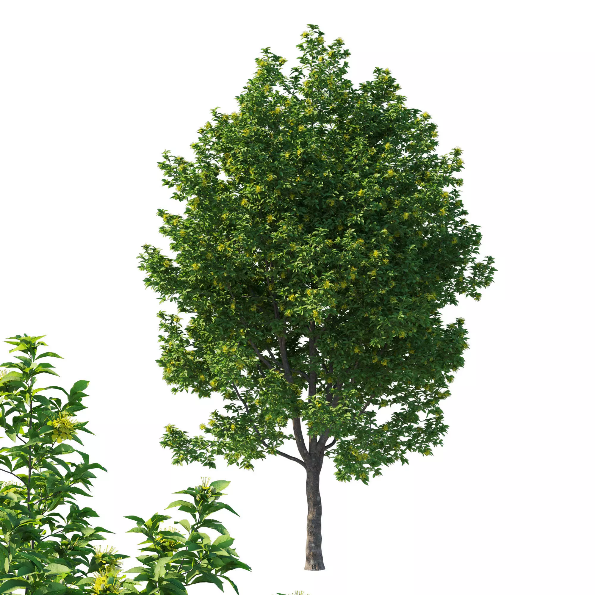 Xanthostemon Chrysanthus 3D model