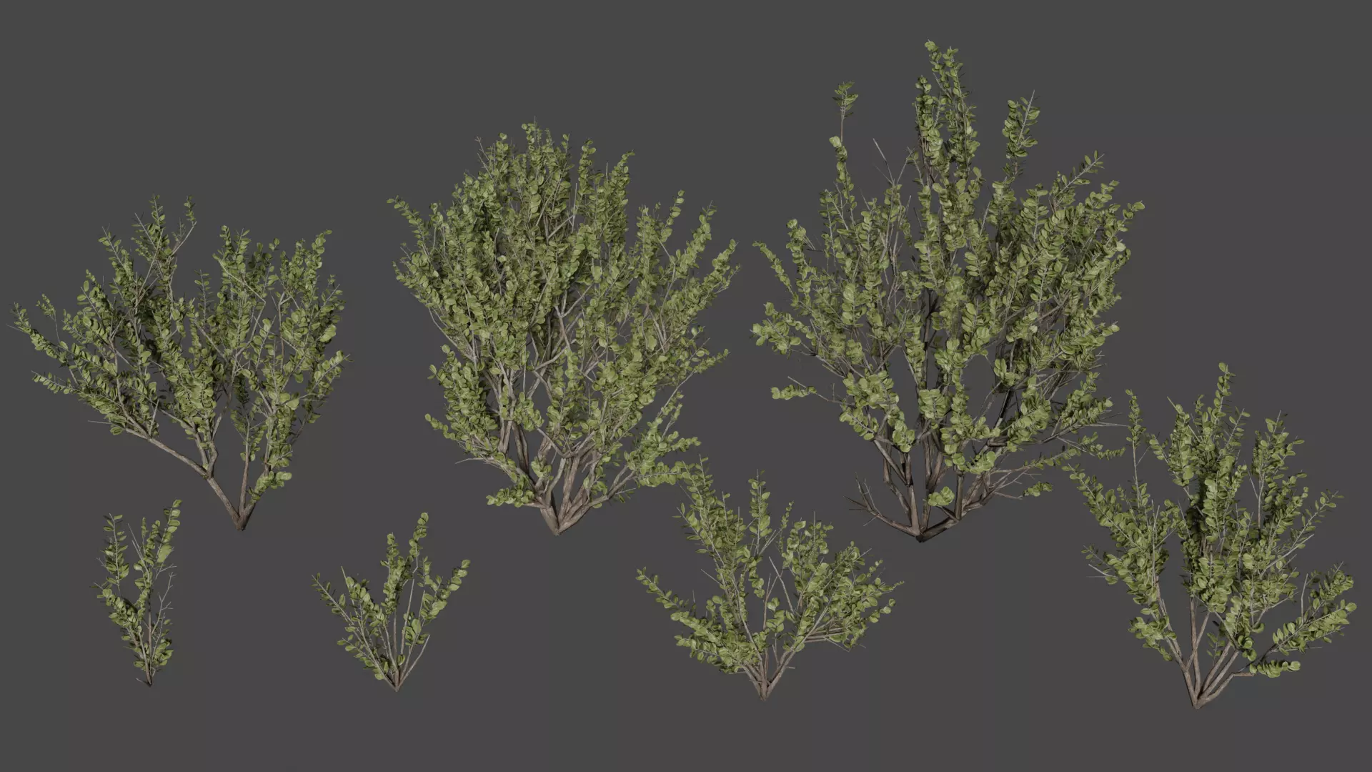 searsia lucida Low-poly 3D model