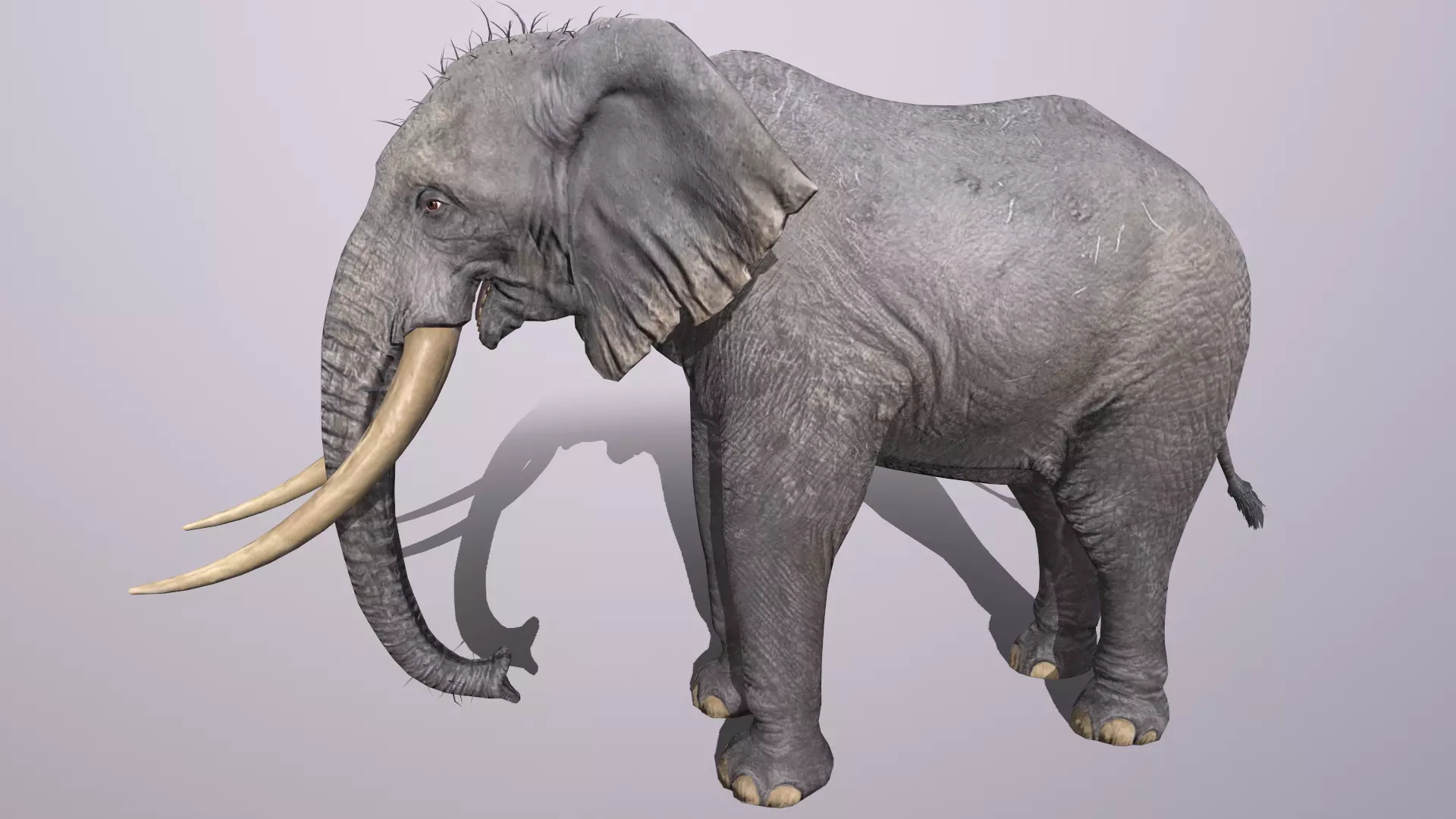 elephant Low-poly 3D model