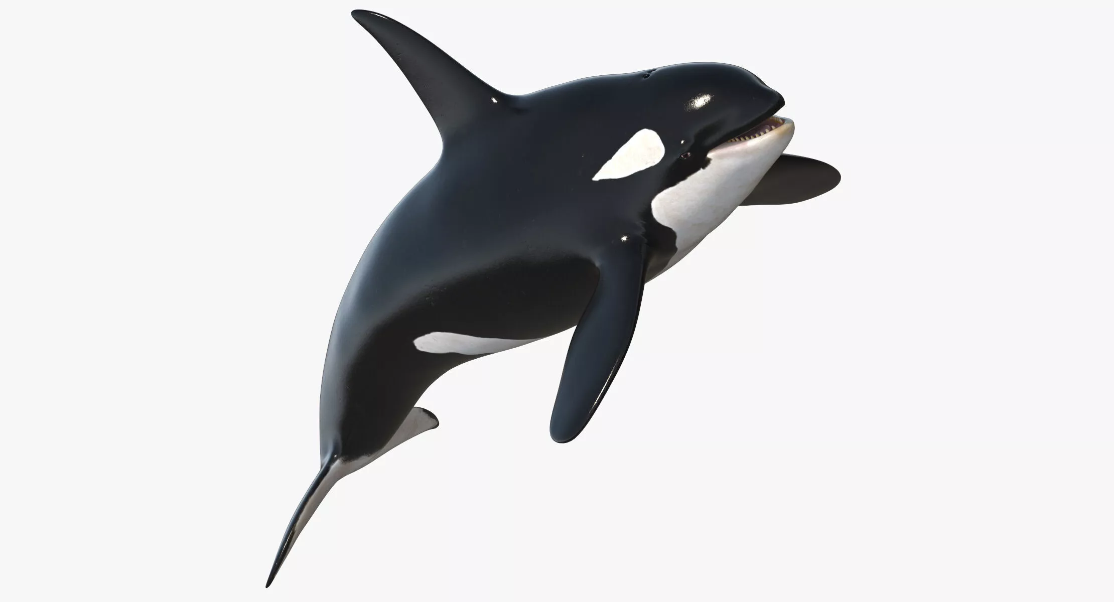 Killer Whale RIGGED ANIMATED 3D model