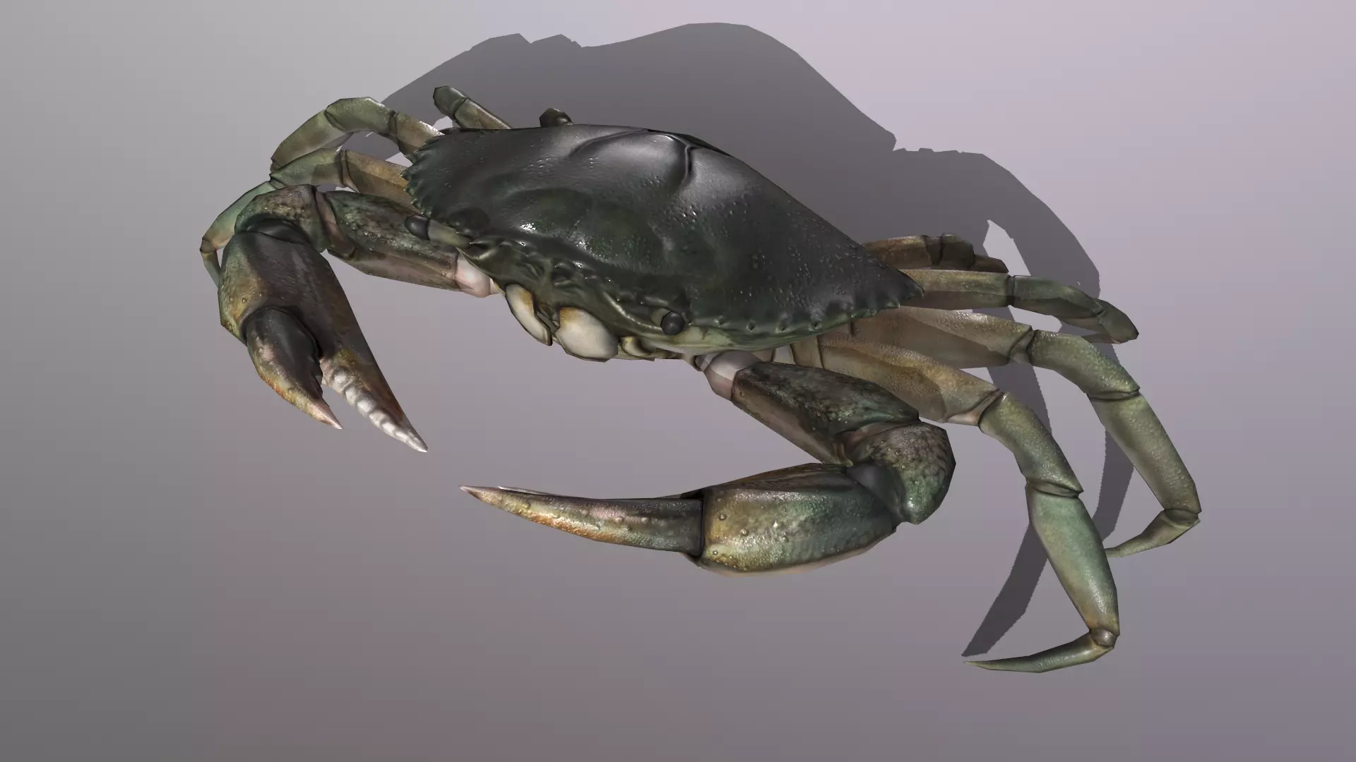 Blue crab Low-poly 3D model